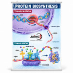 Protein Biosynthesis